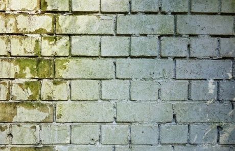 הקץ לעובש – איך להיפטר מעובש בבית?