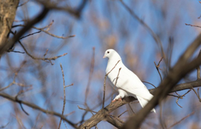 שיטות נפוצות להרחקת יונים